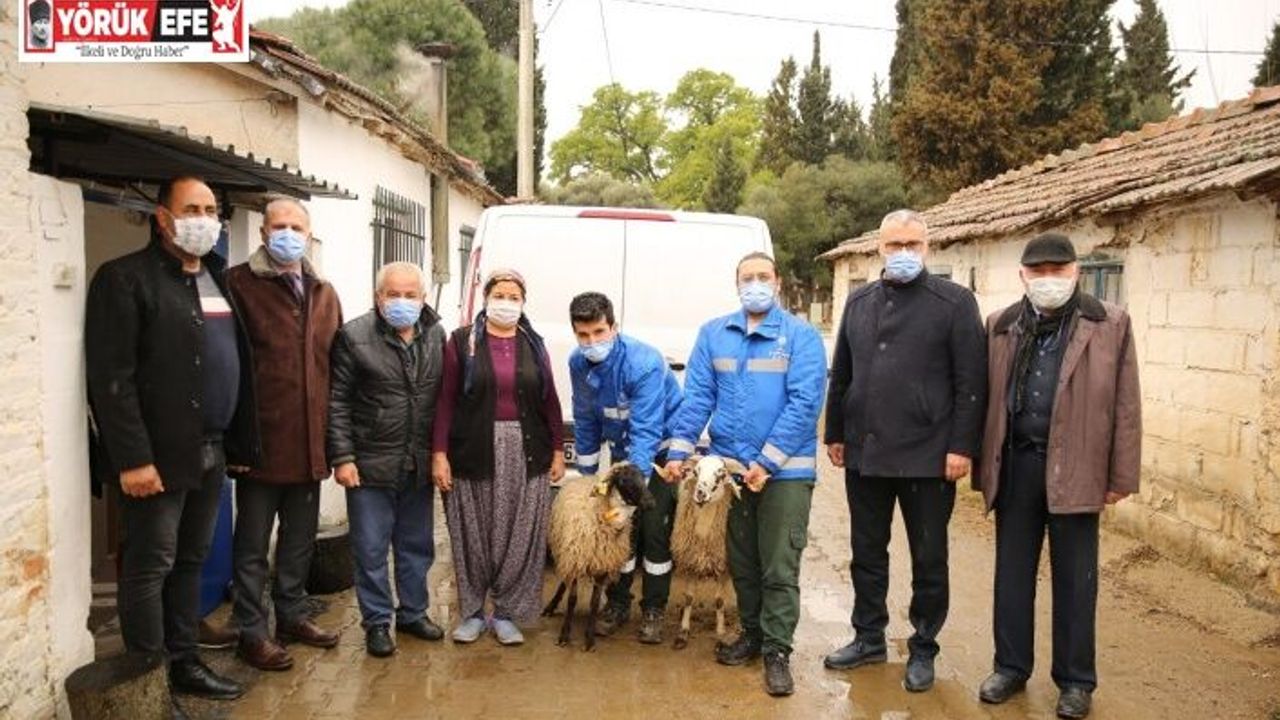 Büyükşehir Belediyesi Çine çaparını koruma altına aldı