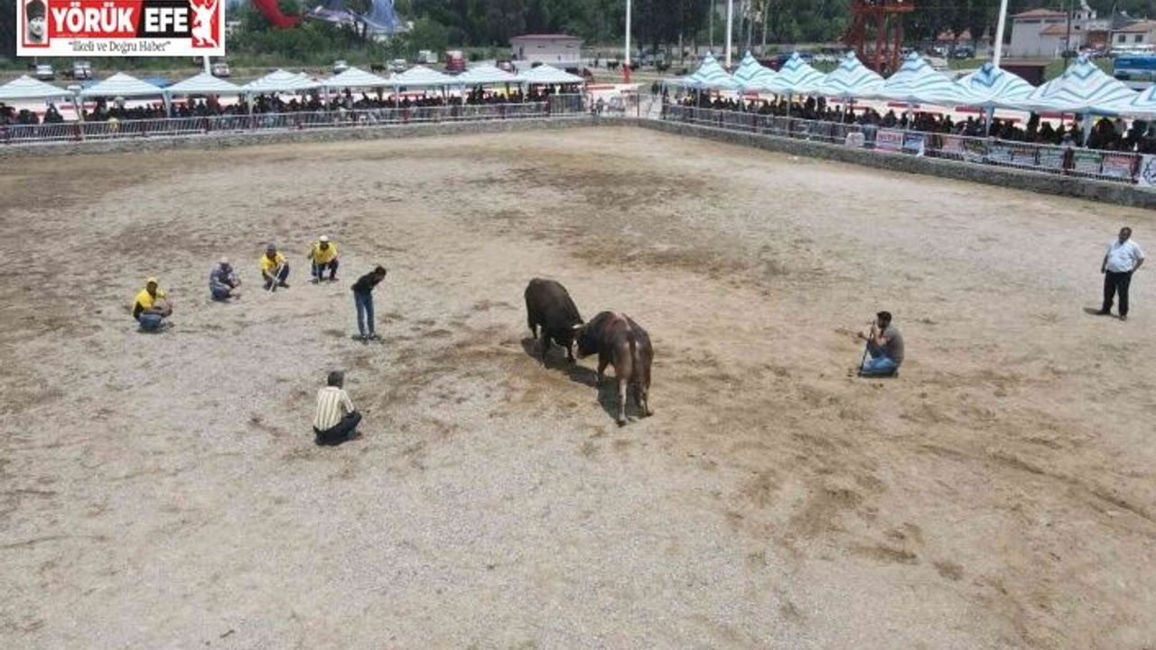 Nazilli 2. Geleneksel Boğa Güreşi Festivali yapıldı