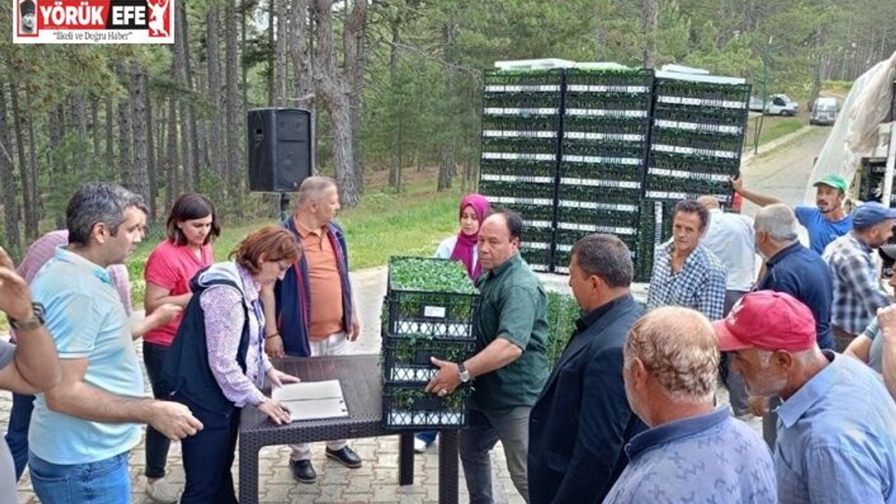 Kuyucak’ta 200 bin geçci domates fidesi dağıltı