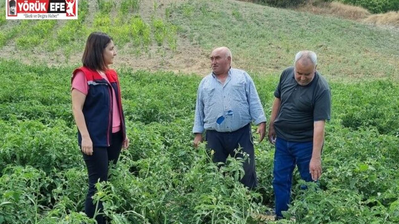 Kuyucak’ta proje kapsamında dağıtılan domates fideleri kontrol edildi