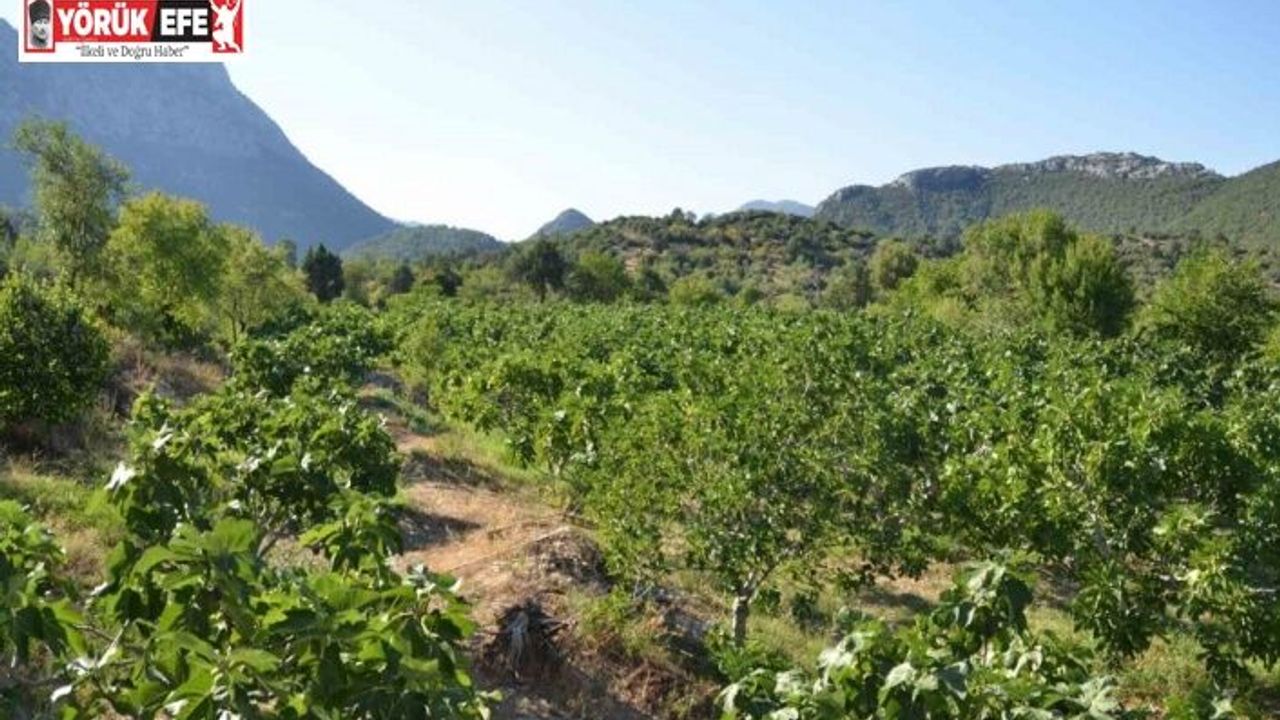 Aydın’da incir ağaç sayısı 7 milyonu aştı