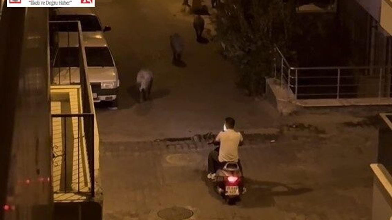 Kuşadası sokaklarındaki domuz sürüsü böyle görüntülendi