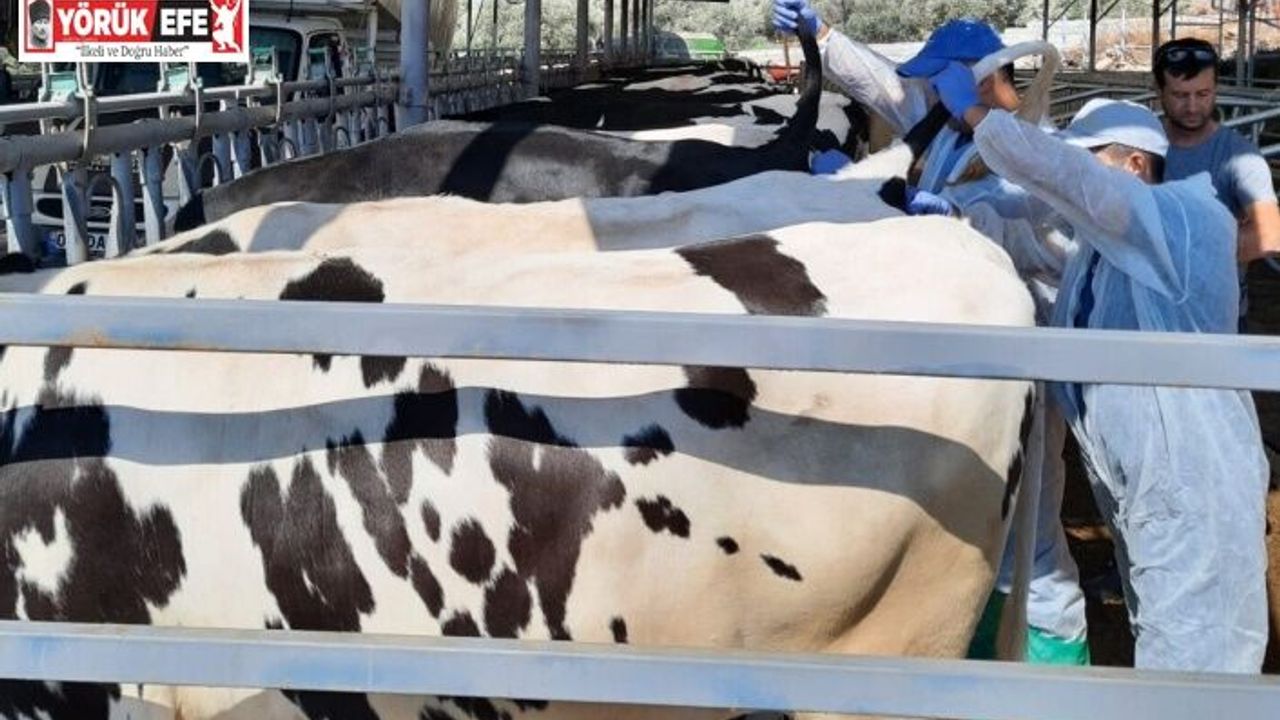Kuyucak’ta hayvan sağlığı için kan örnekleri alındı
