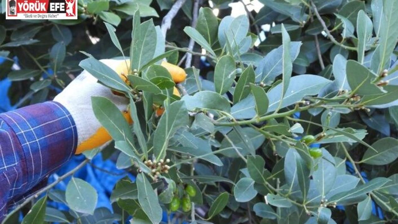 Milli Park’ta Defne yaprağı toplayan şahıslara bir milyon liralık ceza