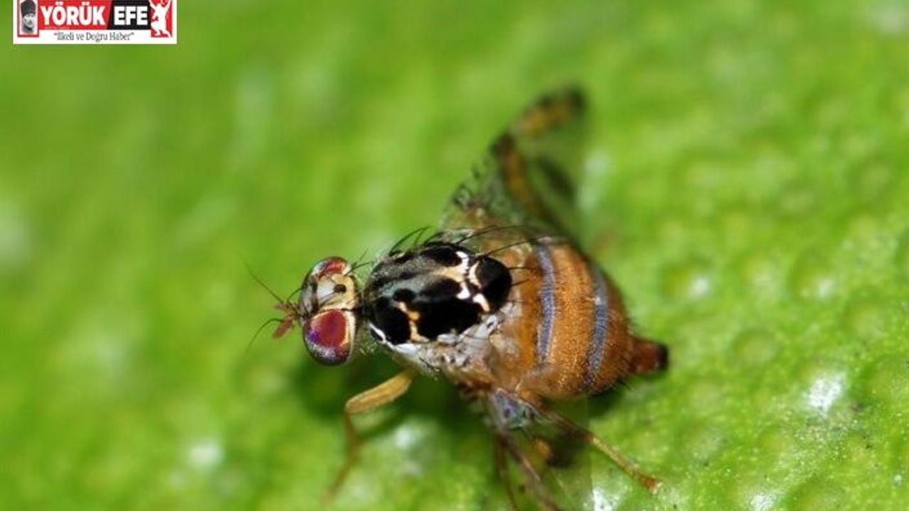 Fethiye’de nar ve zeytin üreticilerine zararlılarla mücadele uyarısı