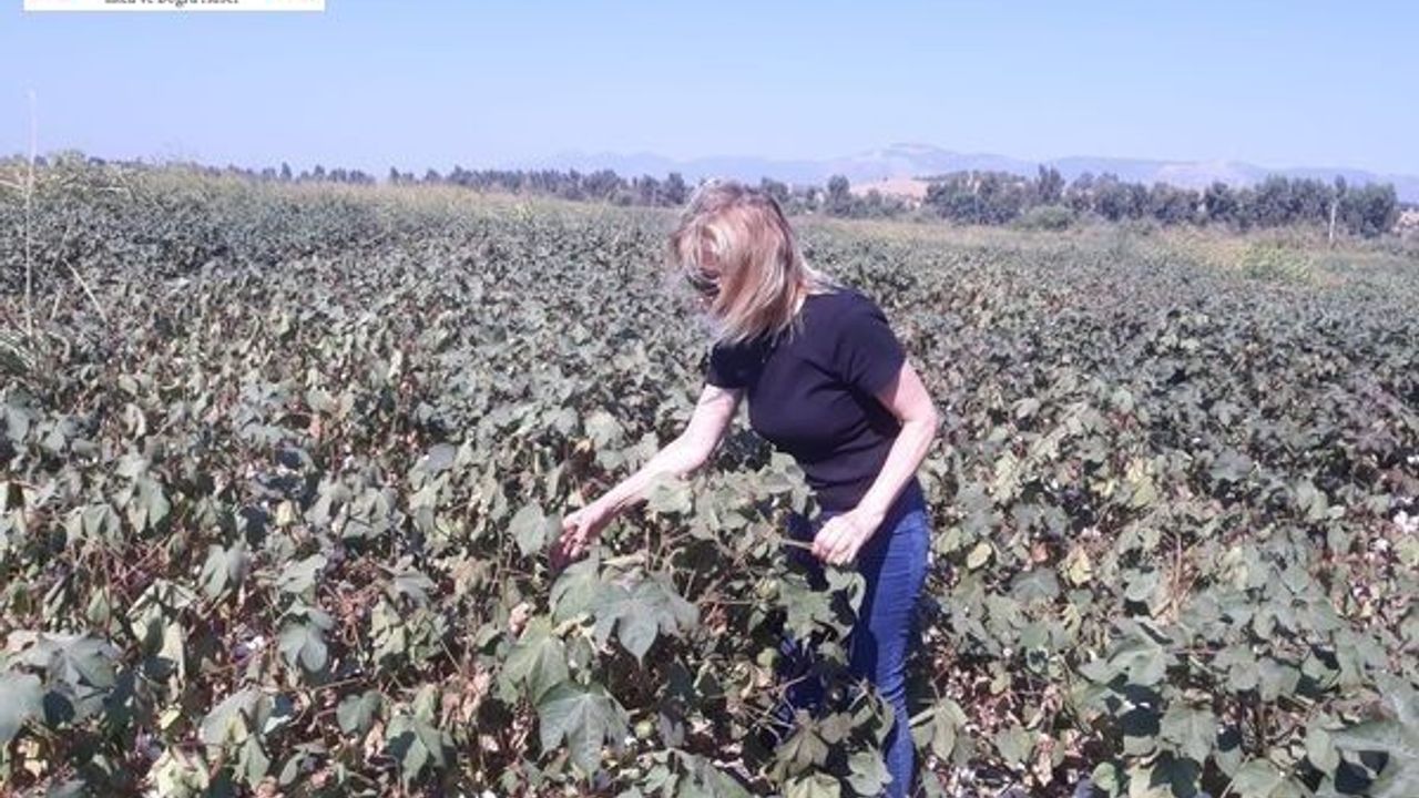 Söke’de yağlı tohumlu bitkilerde destekleme tespitleri devam ediyor