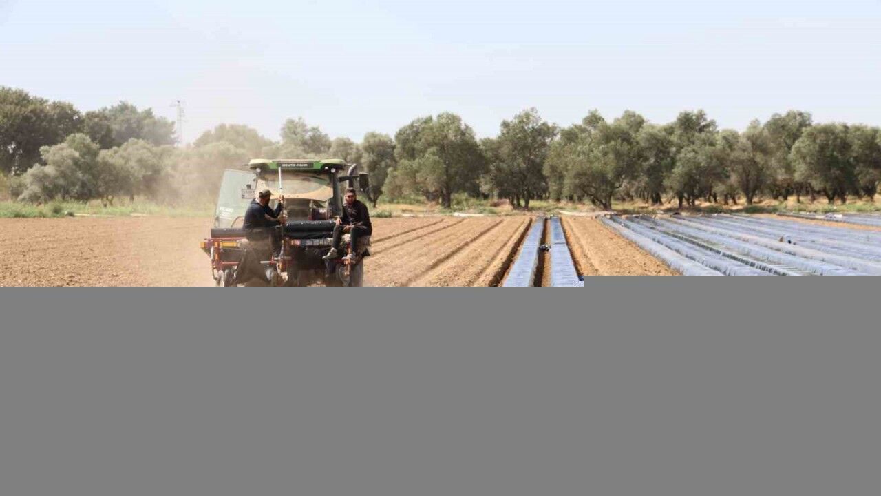 Son yıllarda altın yıllarını yaşayan çilek üreticisi tarlaya erken indi