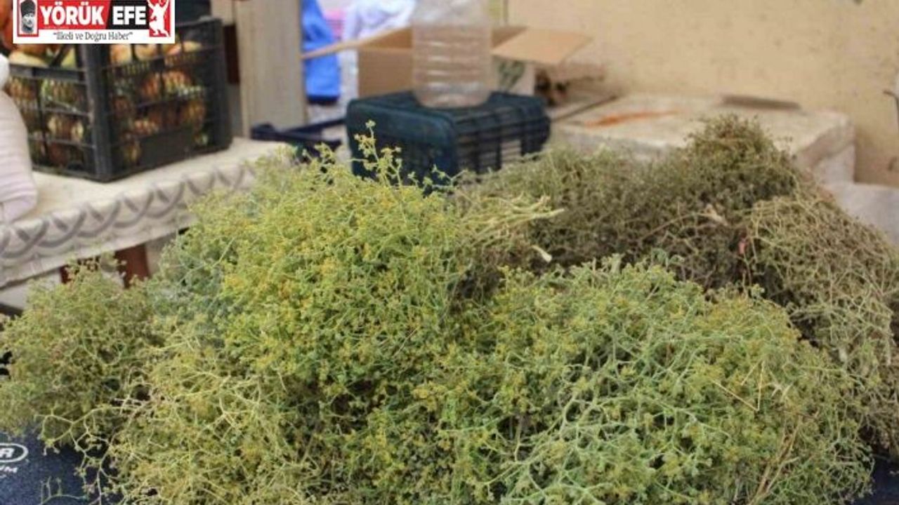 Tarhananın vazgeçilmezi tarhana otu tezgahları süslüyor