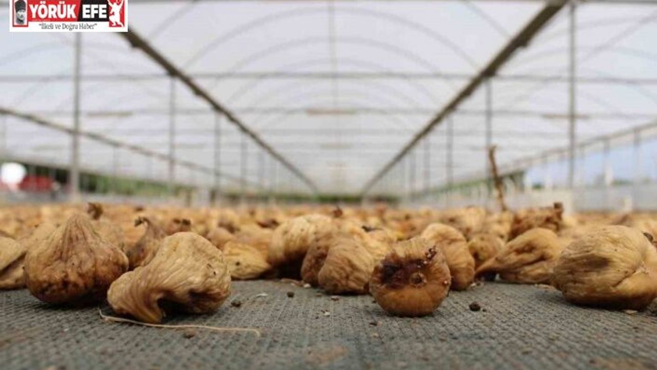 Kuru incir ihracatı 292 milyon dolara yükseldi