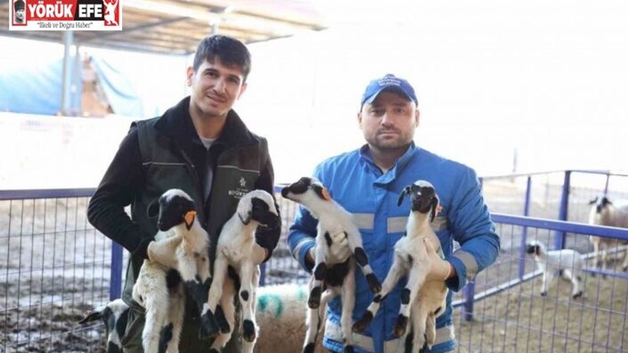 Başkan Çerçioğlu’nun “Aile Tipi Koyunculuk Projesi” her geçen gün büyüyor