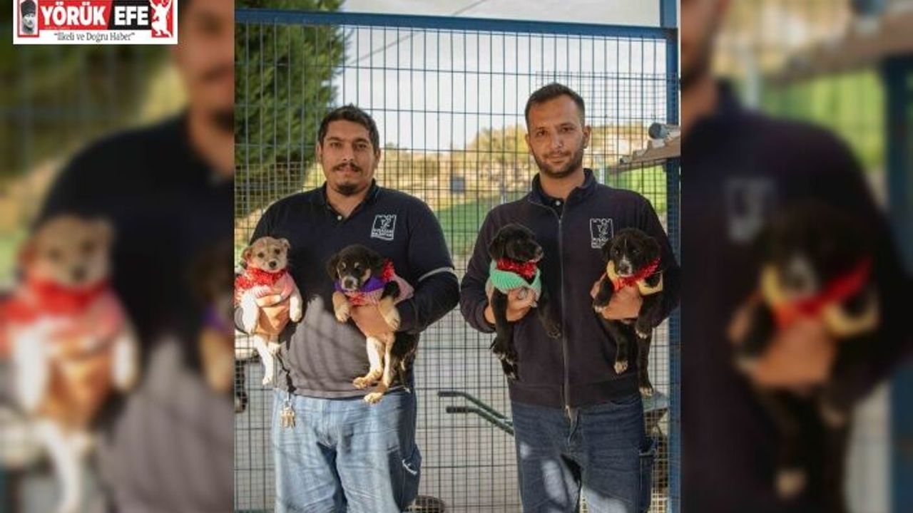 Kuşadası Belediyesi 2024 yılında 526 can dostu sahiplendirdi