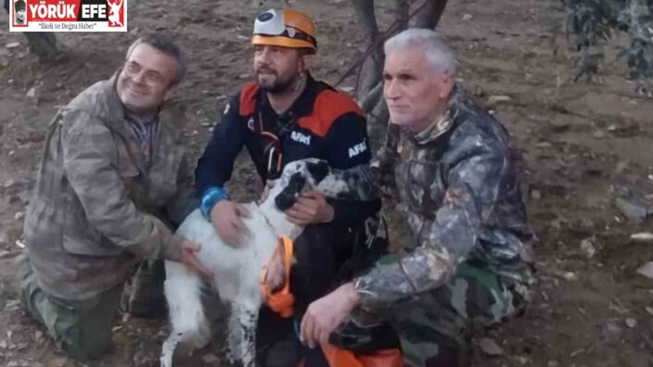 Uçurumda mahsur kalan av köpeğini Aydın AFAD kurtardı
