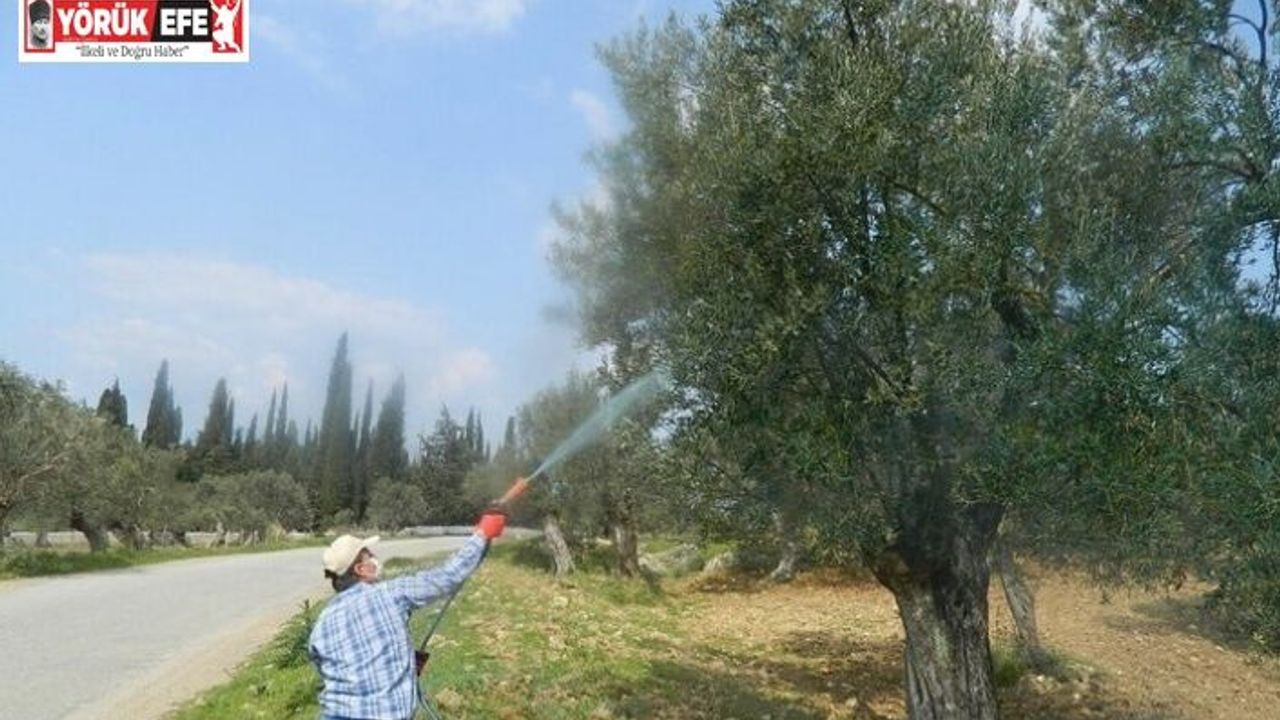 Zeytinde Halkalı Leke Hastalığı riski yüksek seviyeye ulaştı