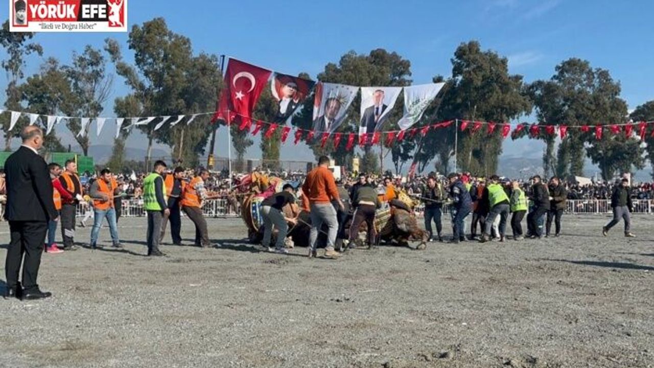 Pehlivan develer yılın ilk güreşinde İncirliova’da kozlarını paylaştı