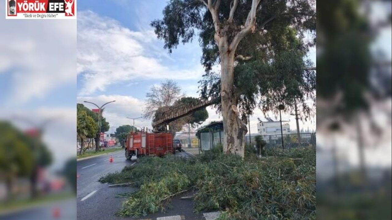 Sultanhisar’da belediye ekiplerinden yol ve ağaç budama çalışması