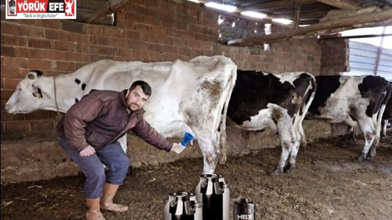 Süt üreticilerinin en önemli sorunu olan, mastitiste karşı doğal tedavi yöntemi