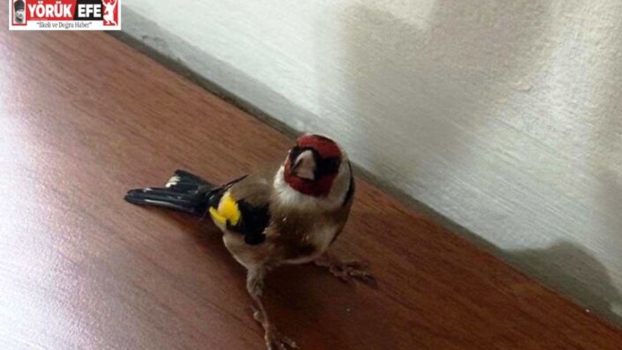 Trende satışı yasak saka kuşu ele geçirildi