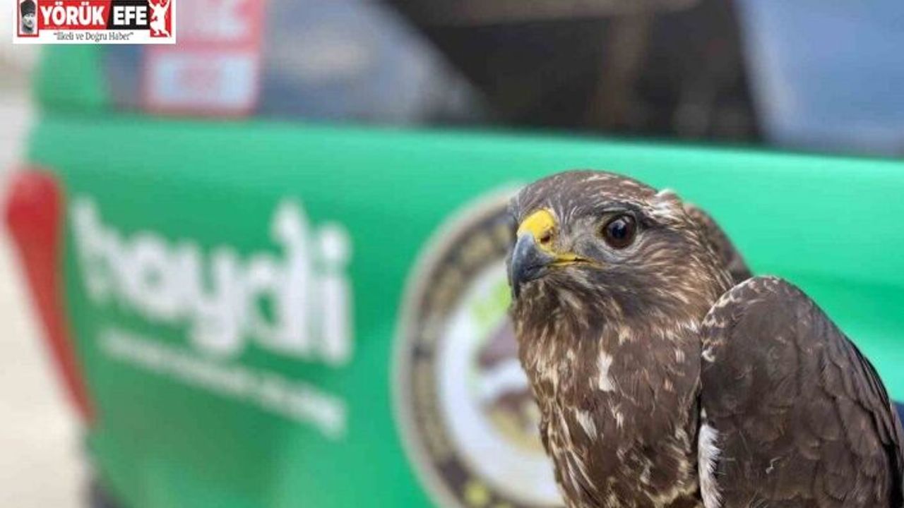 Yaralı halde bulunan Kızıl Şahin koruma altına alındı