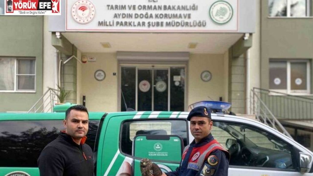 Yaralı halde bulunan Kızıl Şahin, tedavisinin ardından doğaya salındı