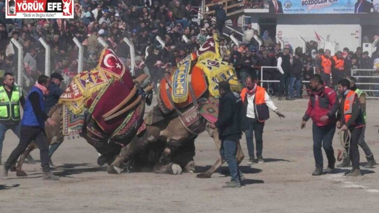 Bozdoğan’daki deve güreşi festivali, renkli görüntülere sahne oldu
