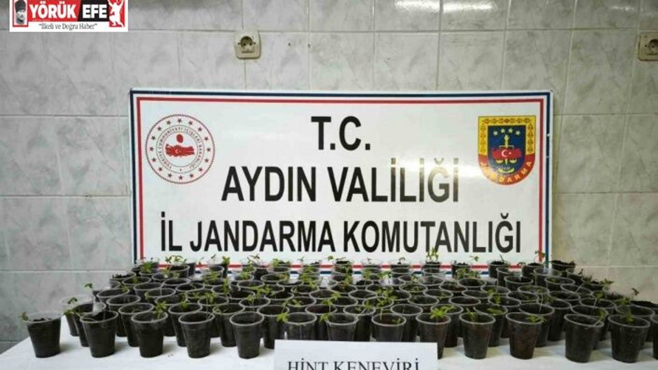 Didim’de 130 adet saksıya ekilmiş Hint keneviri ele geçirildi