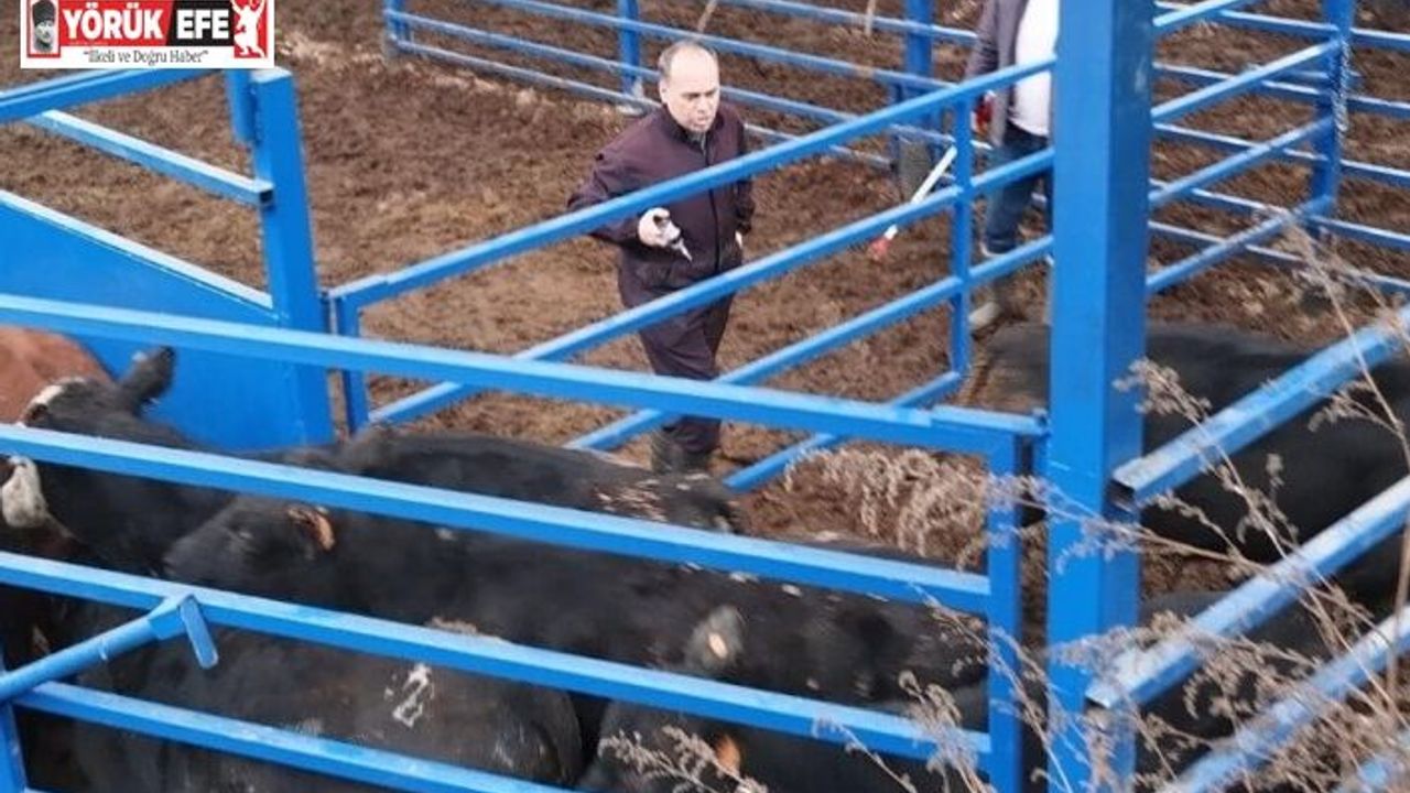 Kuyucak’ta besilik hayvan denetimi ve şap aşılaması