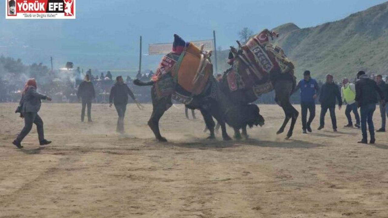 Kuyucak’taki deve güreşlerini 15 bin kişi izledi