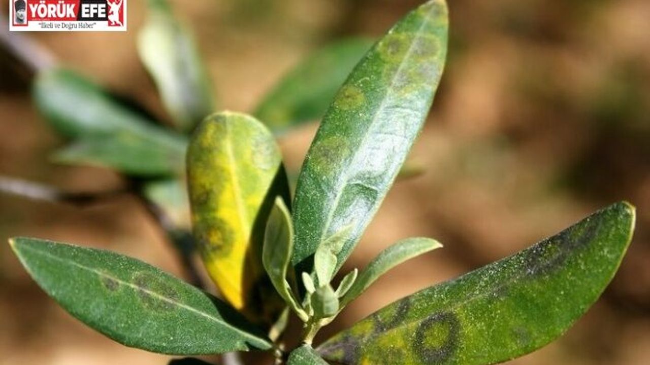 Zeytinde Halkalı Leke Hastalığı ile mücadele çağrısı