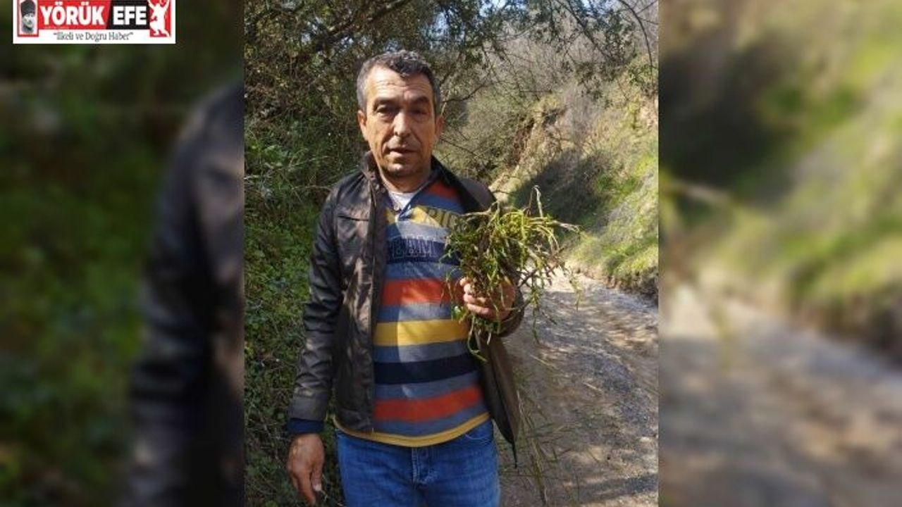 Aydın’ın acı otu kedirgen ve sarmaşıklar yüzünü gösterdi