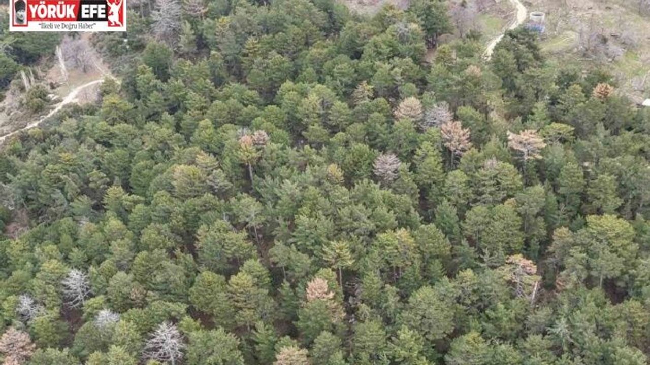 Çine’de Akdeniz Kabuk Böceği’yle mücadele yapılıyor