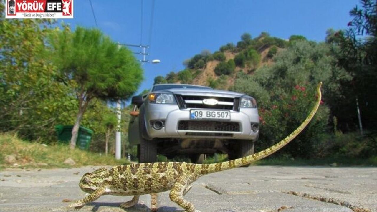 Güney Ege turizm karayolu yaban hayatını tehdit ediyor
