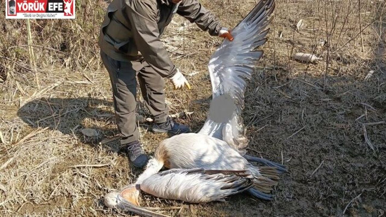 Nesli tehlike altında olan tepeli pelikan vurulmuş halde bulundu