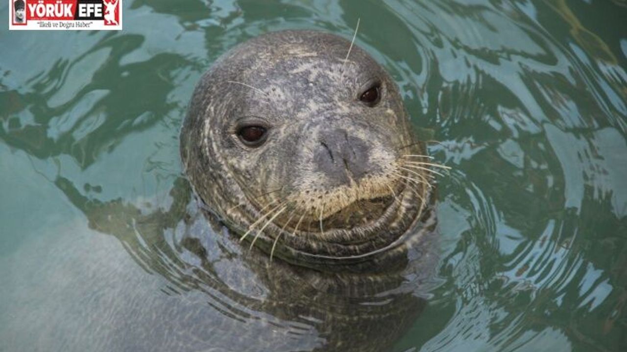 Nesli tükenme tehlikesi altında olan Akdeniz Foku Kuşadası’na misafir oldu