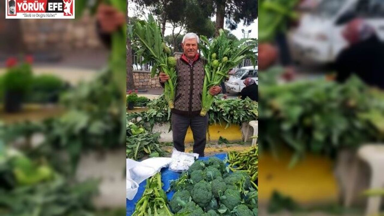 Aydın’da enginar sezonu açıldı, tezgahlar yeşile büründü