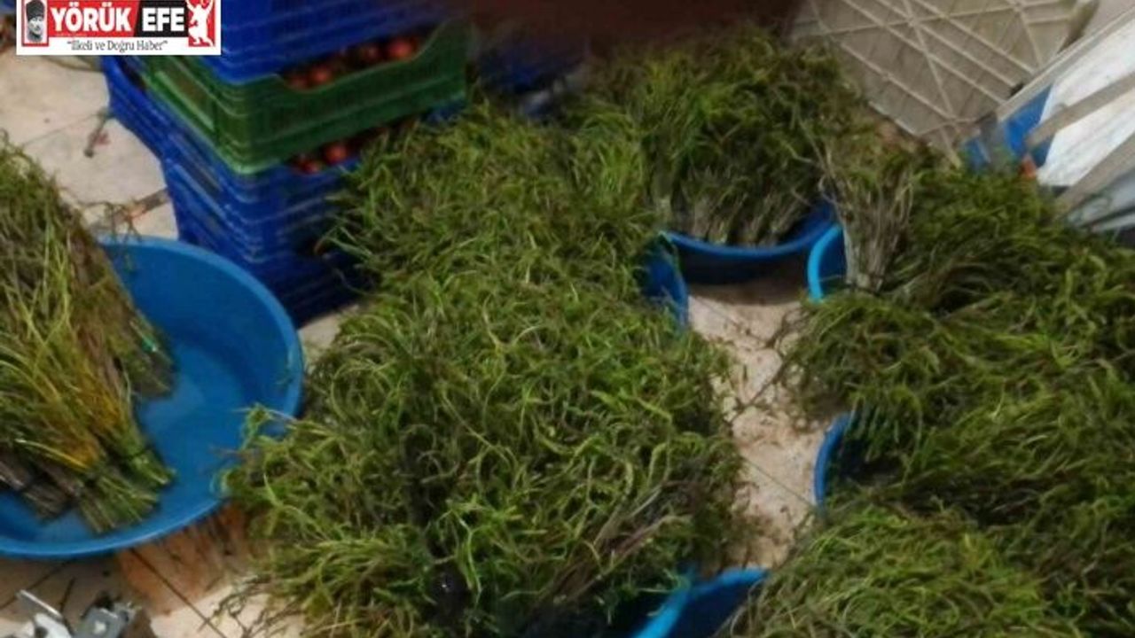 Aydın’da kendiliğinden yetişen bu otlar garibanın cüzdanını zenginin sofralarını süslüyor