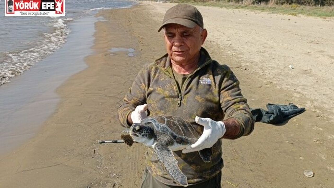 Balıkçı ağlarına takılan deniz kaplumbağası tekrar denize bırakıldı