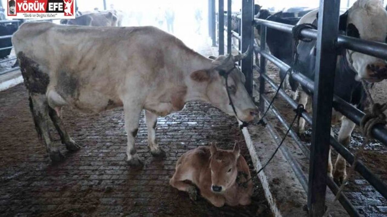 Doğal ve sağlıklı yaşam kıymetlendi, aileler inek edinmeye başladı