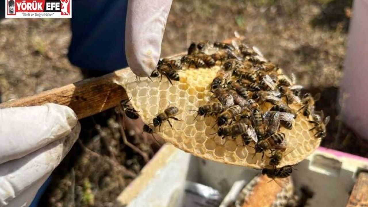 El ele veren gelin-görümce ülkenin ana arı ihtiyacını karşılıyor