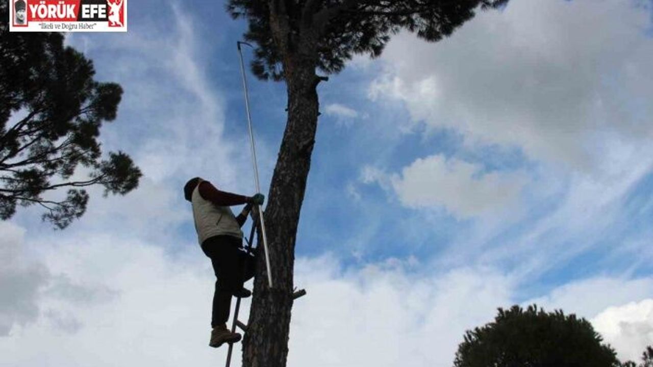 Metrelerce yükseklikte ekmek parası için gözünü kırpmadan çalışıyor