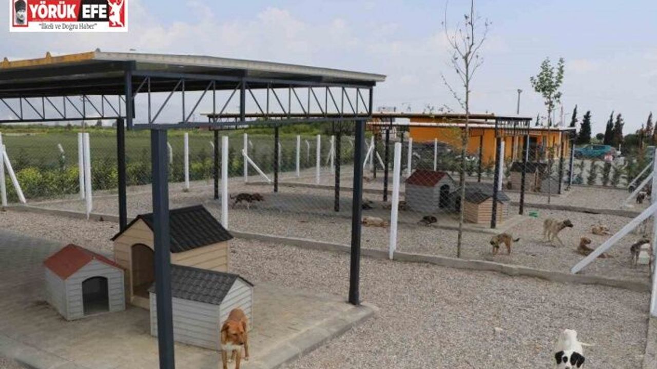 Söke Belediyesi iki aylık süreçte 170 hayvanın tedavi ve kısırlaştırmasını yaptı