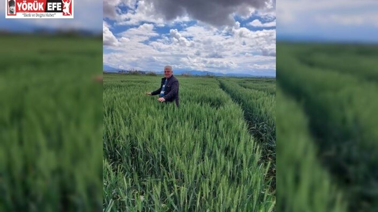 Yağışlar buğdaya can suyu oldu, Söke Ovası’nda yüzler güldü