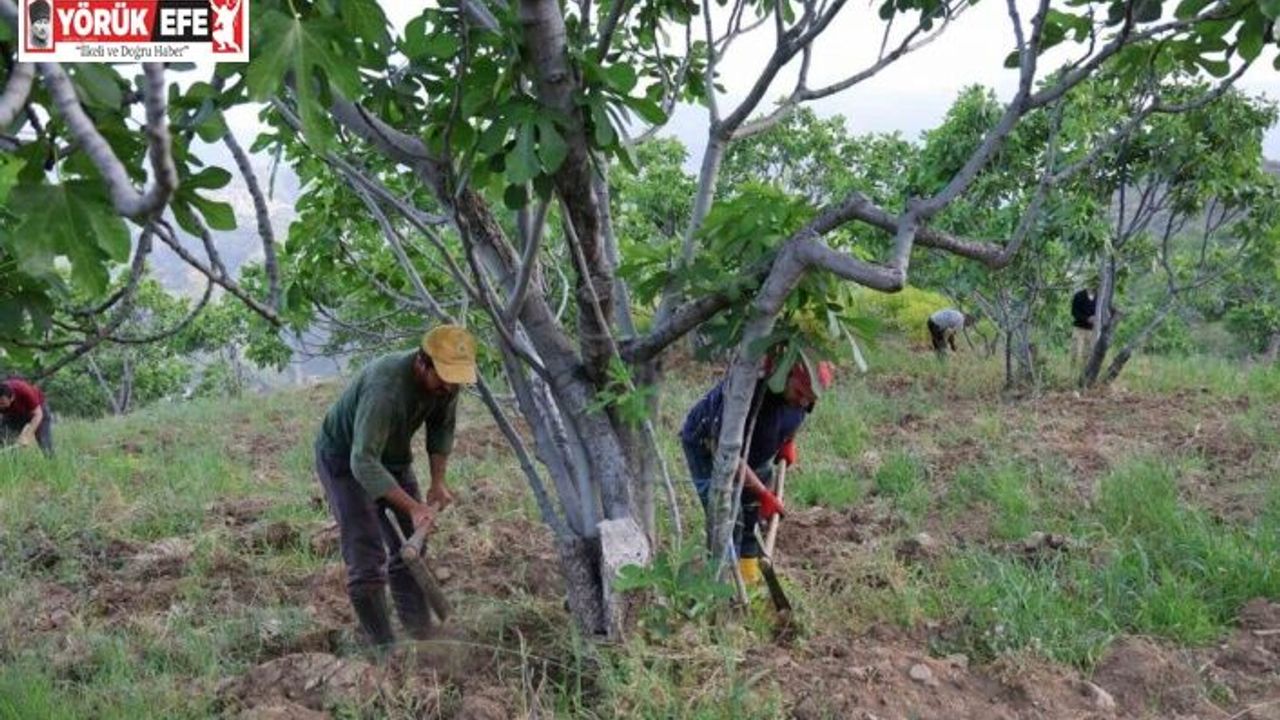 Aydın’da incir üreticisinin zorlu sezon hazırlığı başladı