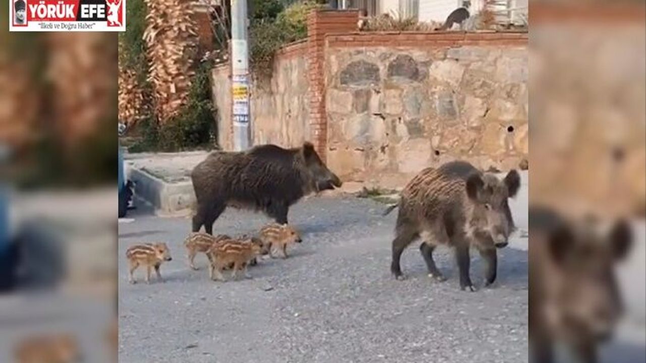 Doğa koruma ekipleri yaban domuzları için harekete geçti