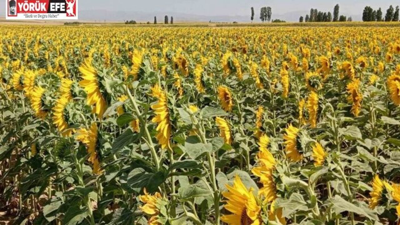 Söke’de buğday hasadı sonrası ayçiçeği ekimine destek