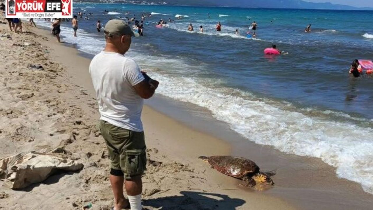 Kuşadası sahiline Caretta Caretta cinsi deniz kaplumbağası vurdu