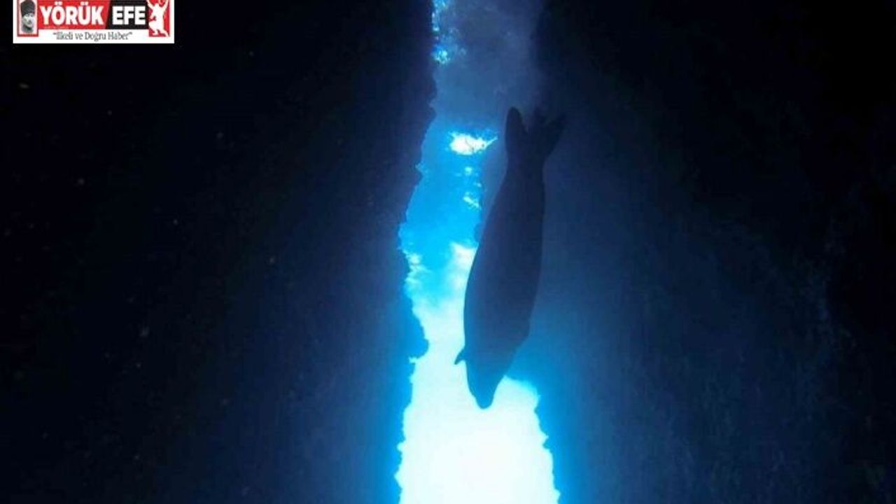 Nesli tehlike altındaki Akdeniz foku Kuşadası’nda görüntülendi
