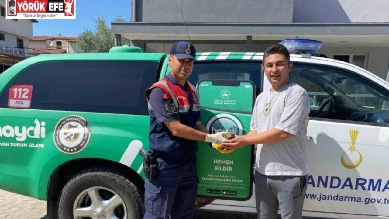 Yaralı halde bulunan baykuş, jandarma ekiplerince kurtarıldı