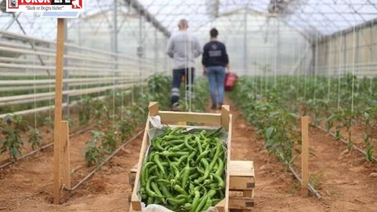 Başkan Çerçioğlu’nun tarıma ve üreticilere destekleri sürüyor