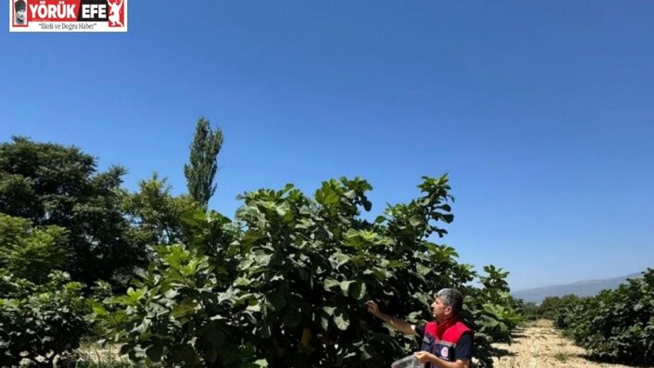 Buharkent’te incirlerde pestisit analizi devam ediyor