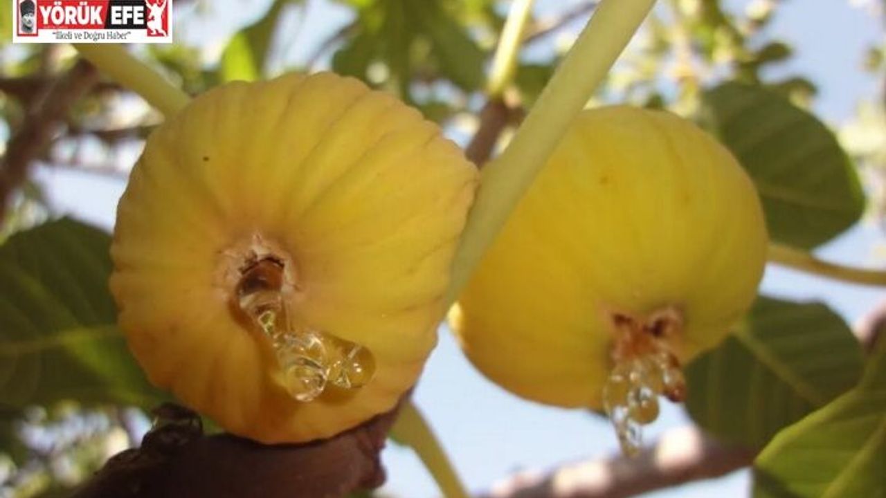 İncirde hasat ve ihracat tarihi belli oldu